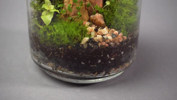 Closeup View on Glass Florarium Vase with Different Type of Plants Inside