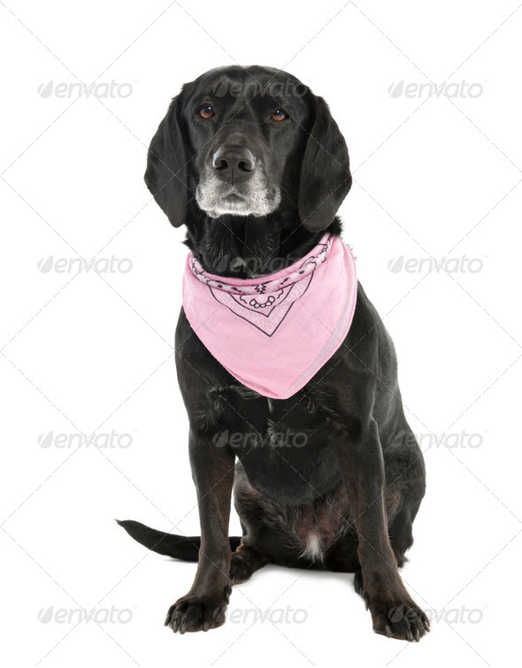 Mixed-Breed Dog between a cocker and a labrador (5 months old) - Stock Photo - Images