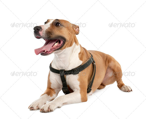 bull terrier boxer mix puppies