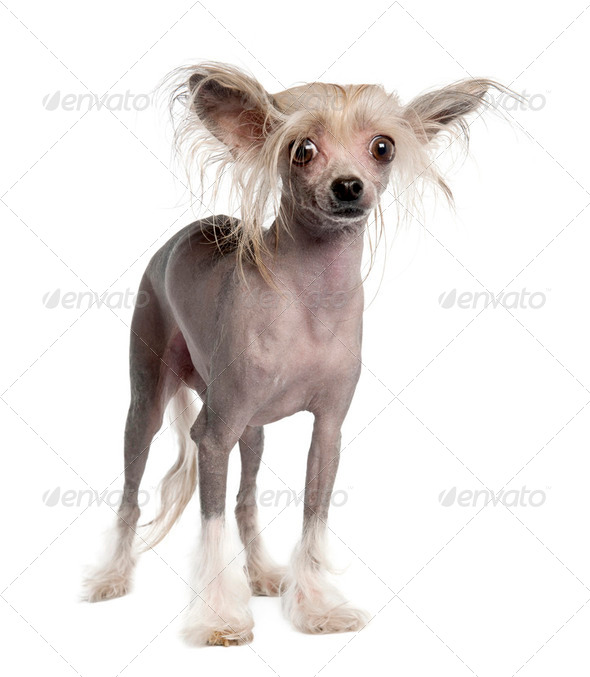 chinese hairless dog