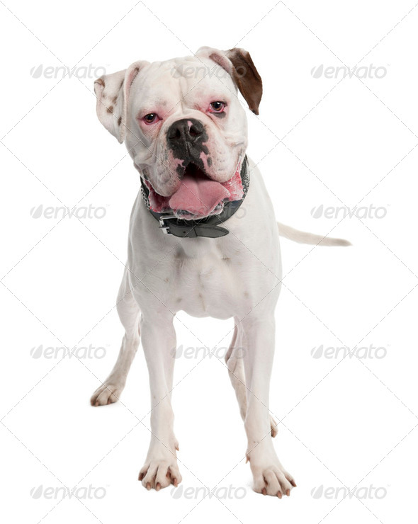 white Boxer (14 months) - Stock Photo - Images