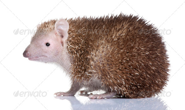 Lesser Hedgehog Tenrec - Echinops telfairi - Stock Photo - Images