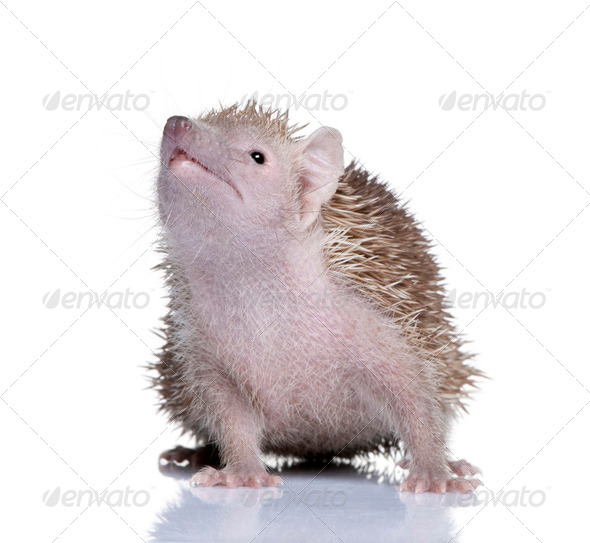 Portrait of Lesser Hedgehog Tenrec, Echinops telfairi, in front of white background - Stock Photo - Images