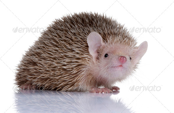 Portrait of Lesser Hedgehog Tenrec, Echinops telfairi, in front of white background - Stock Photo - Images