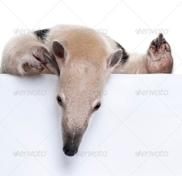 close-up on a Collared Anteater looking down - Tamandua tetradactyla - Stock Photo - Images