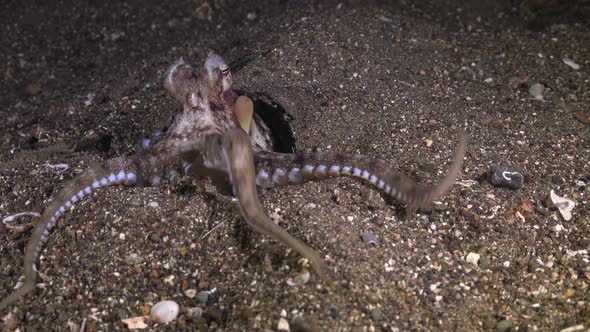 Coconut Octopus (Amphioctopus marginatus) searching for food and feeding at night alt