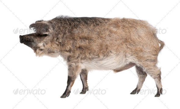 Mangalitsa or curly-hair hog - Stock Photo - Images
