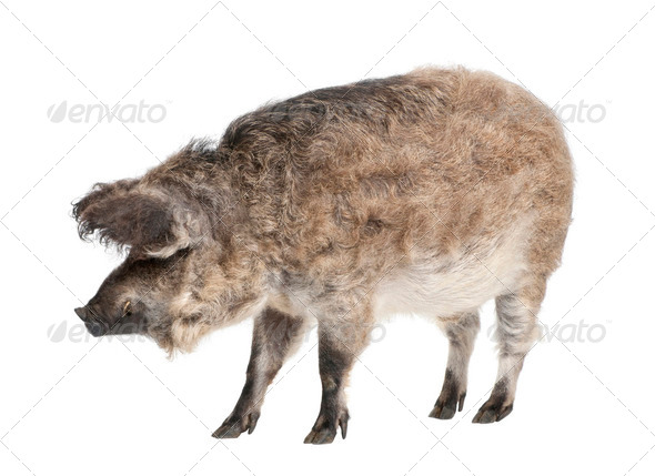 Mangalitsa or curly-hair hog - Stock Photo - Images