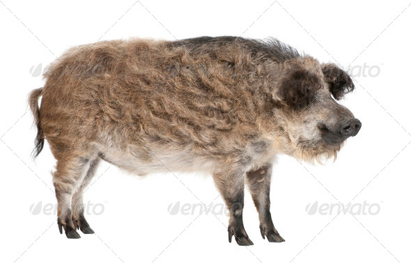 Mangalitsa or curly-hair hog - Stock Photo - Images