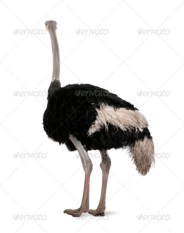 Male ostrich, Struthio camelus standing in front of a white background, studio shot - Stock Photo - Images