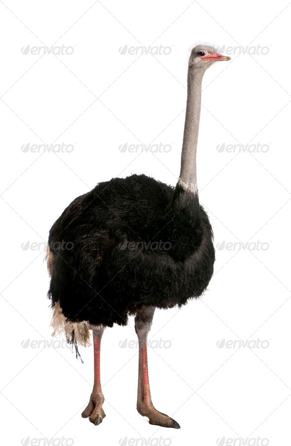 Portrait of male ostrich, Struthio camelus, standing in front of white background, studio shot - Stock Photo - Images