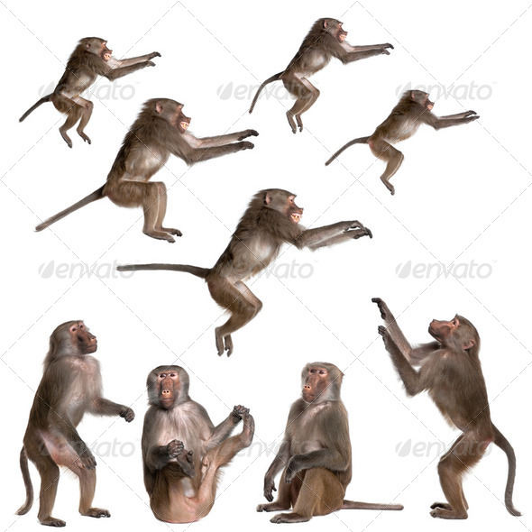 many views of Baboon in differents size and position - Stock Photo - Images