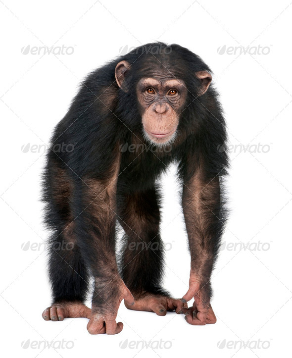 Young Chimpanzee looking at the camera - Simia troglodytes (5 years old) - Stock Photo - Images
