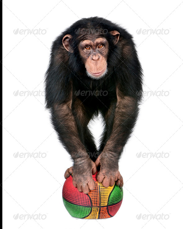 Young Chimpanzee playing with a ballon - Stock Photo - Images