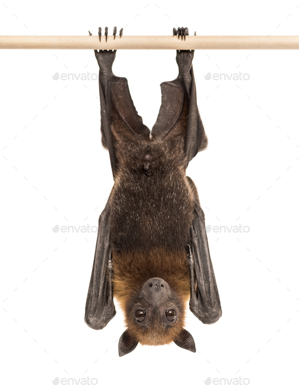 Lyle's flying fox hanging from a branch, Pteropus lylei, isolate - Stock Photo - Images