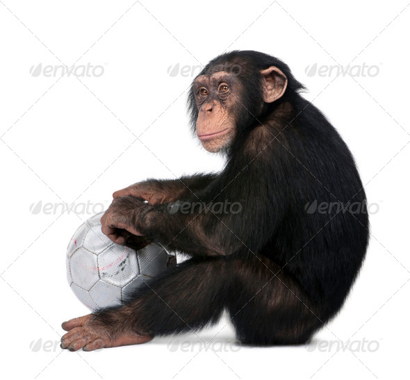 side view of a Young Chimpanzee and his ball - Simia troglodytes (5 years old) - Stock Photo - Images