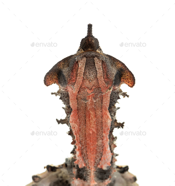 Mata Mata, turtle, Chelus fimbriata, isolated on white Stock Photo by ...