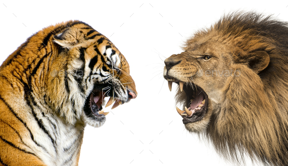 lion side profile roaring