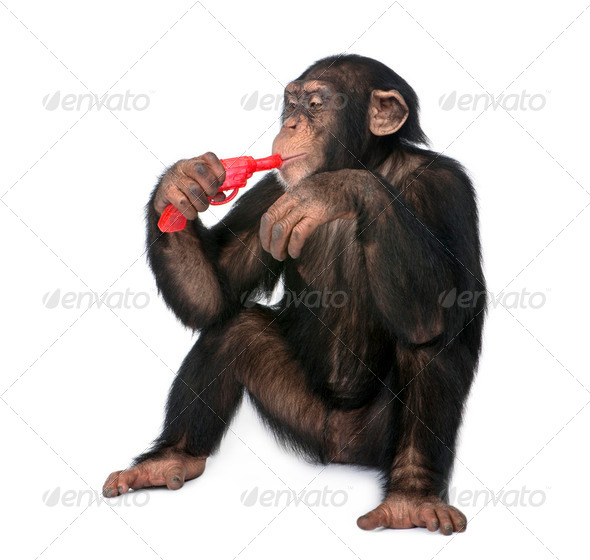 Young Chimpanzee playing with a gun (5 years old) - Stock Photo - Images