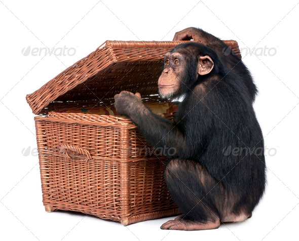 Young Chimpanzee looking into a chest - Stock Photo - Images