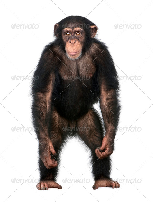 Young Chimpanzee standing up like a human - Simia troglodytes (5 years old) - Stock Photo - Images