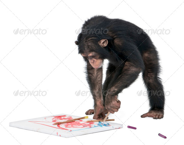 Chimpanzee drawing on a canvas - Simia troglodytes (5 years old) - Stock Photo - Images