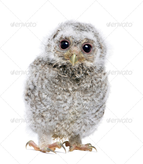front view of a owlet looking at the camera - Athene noctua (4 weeks old) - Stock Photo - Images