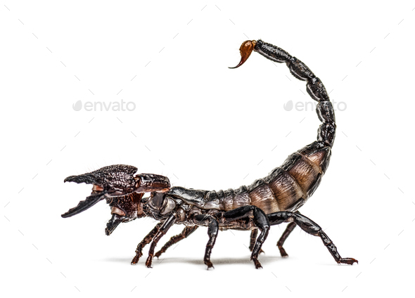 Emperor scorpion defending, Pandinus imperator, isolated - Stock Photo - Images