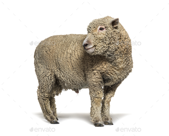 Southdown sheep, Babydoll, smiling sheep Stock Photo by Lifeonwhite