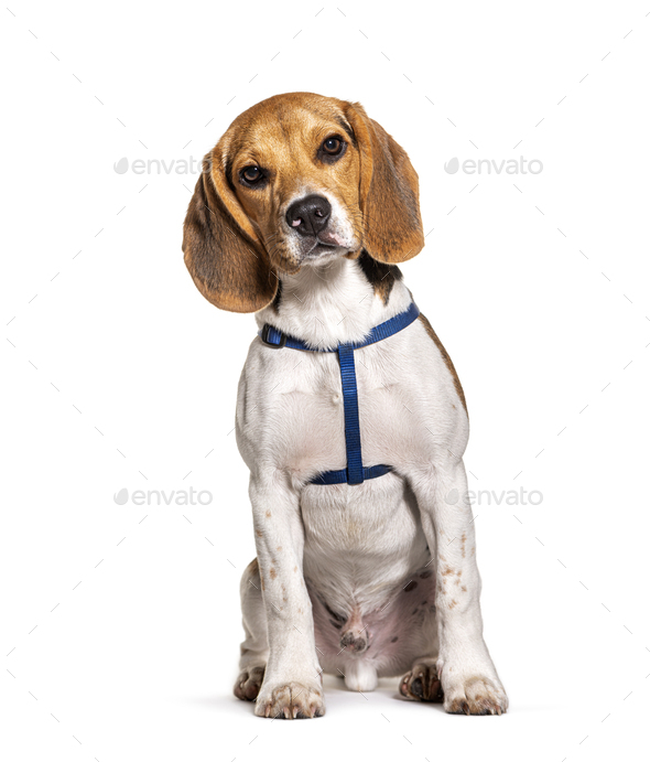 beagle harness