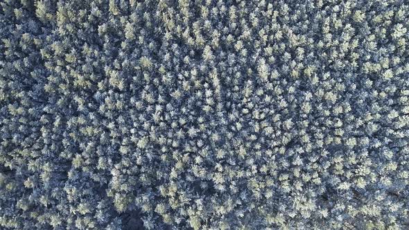  Aerial Top View Of Green And Snowy Forest In The Mountains