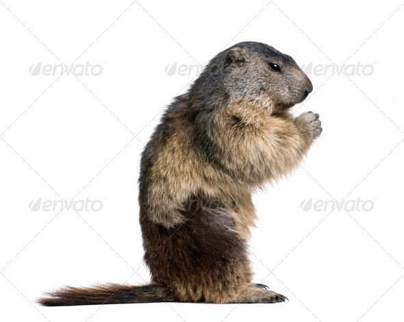 Alpine Marmot, Marmota marmota, 4 years old, sitting in front of white background, studio shot - Stock Photo - Images