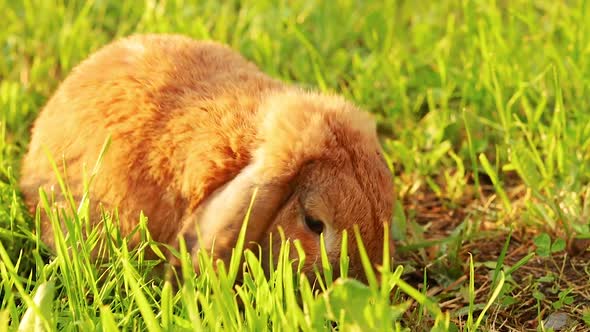 Lop-Eared Rabbit Jumps on The Lawn and Chews the Grass