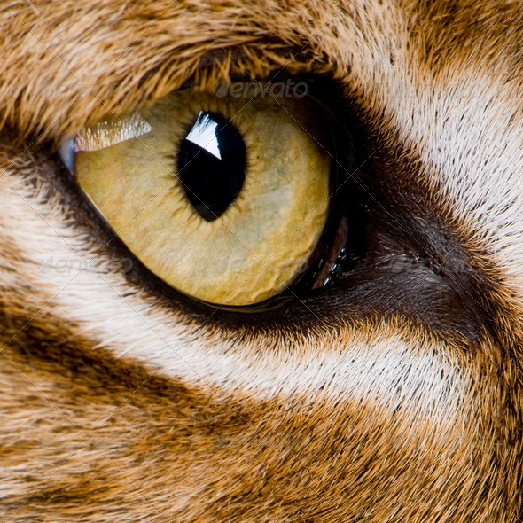 close-up on a feline' eye - Eurasian Lynx - Lynx lynx (5 years o - Stock Photo - Images