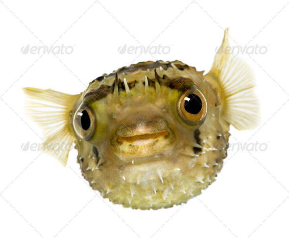 Long-spine porcupinefish also know as spiny balloonfish - Diodon - Stock Photo - Images