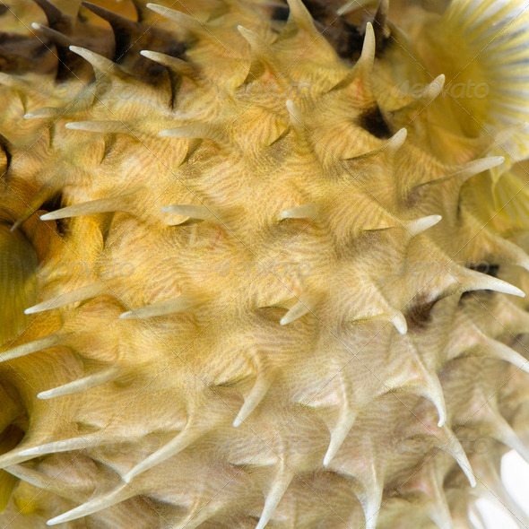 Close-up on a skin of a yellow Long-spine porcupinefish (fish) - Stock Photo - Images