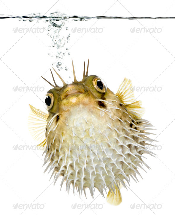 Long-spine porcupinefish (fish) swimming below the waterline - Stock Photo - Images