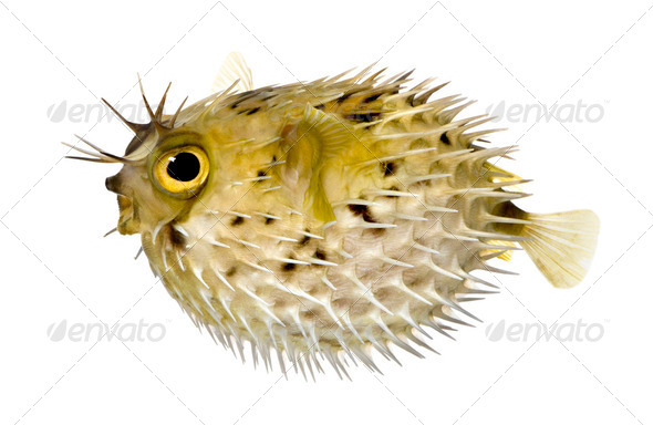 Long-spine porcupinefish also know as spiny balloonfish - Diodon - Stock Photo - Images