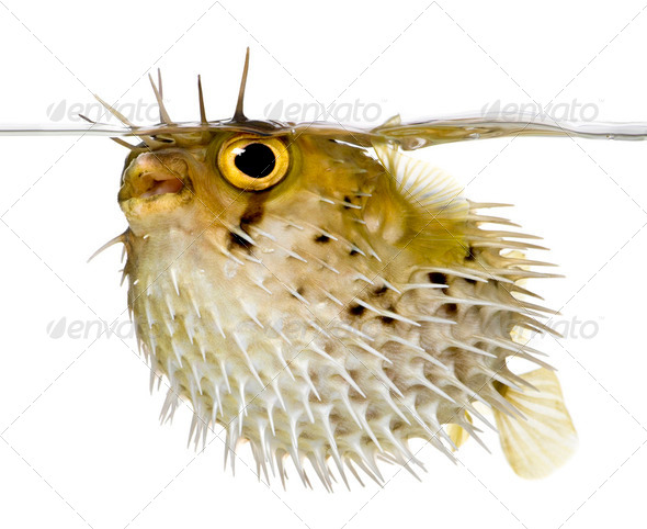 Long-spine porcupinefish also know as spiny balloonfish - Diodon - Stock Photo - Images