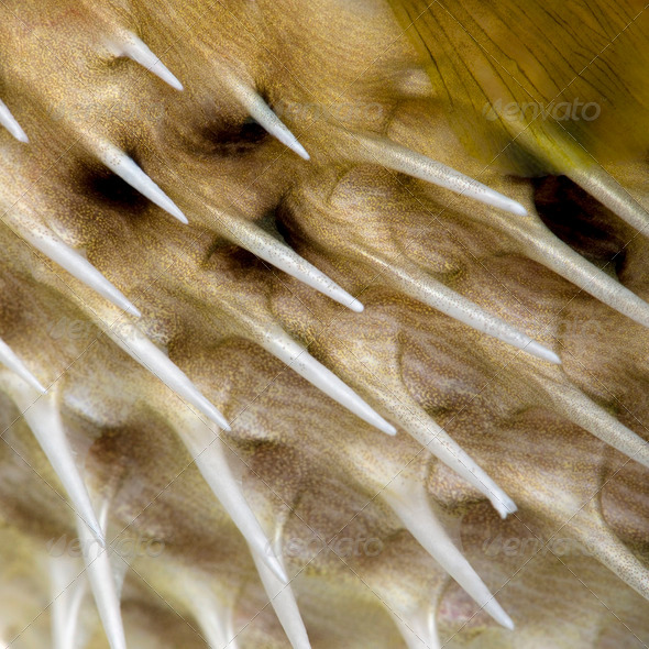 Close-up on a skin of a yellow Long-spine porcupinefish (fish) - Stock Photo - Images
