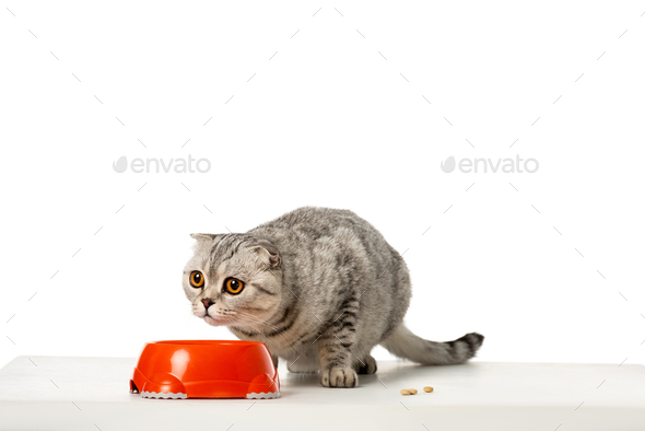 british shorthair cat food