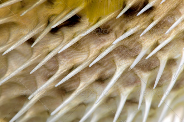 Close-up on a skin of a yellow Long-spine porcupinefish (fish) - Stock Photo - Images