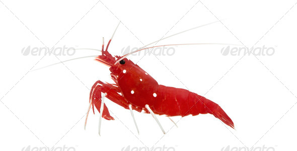 Fire Shrimp - Lysmata debelius - Stock Photo - Images