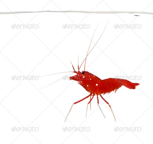 Fire Shrimp - Lysmata debelius - Stock Photo - Images