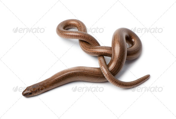 Top view of a slowworm - Anguis fragilis - Stock Photo - Images