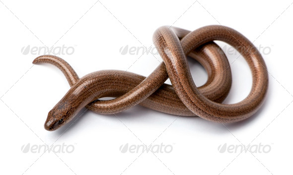 Top view of a slowworm - Anguis fragilis - Stock Photo - Images