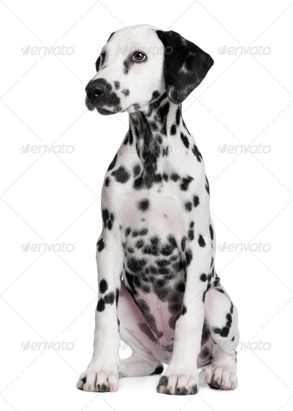 Dalmatian puppy - Stock Photo - Images