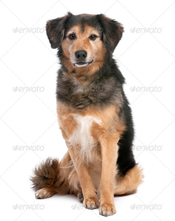 brown and black Mixed-Breed Dog sitting (11 years old) - Stock Photo - Images