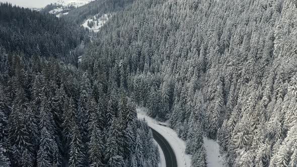 Aerial View Forest Winter alt