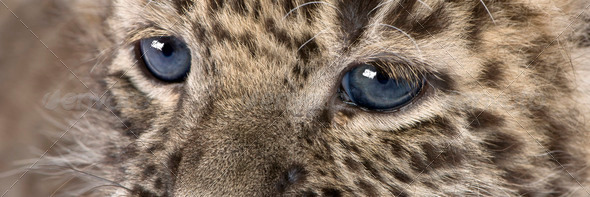 close-up on a Persian leopard Cub (6 weeks) - Stock Photo - Images